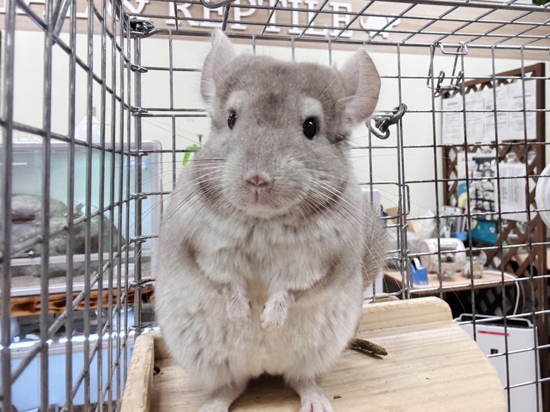チンチラ