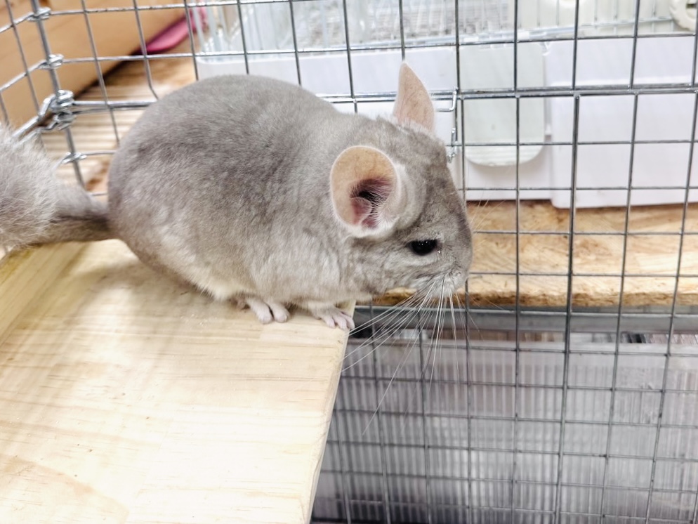 チンチラ