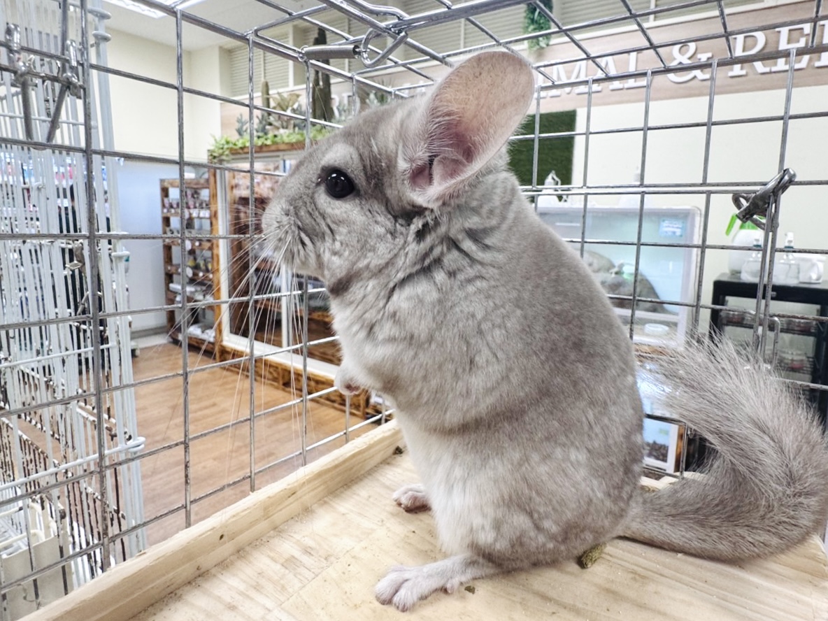 チンチラ
