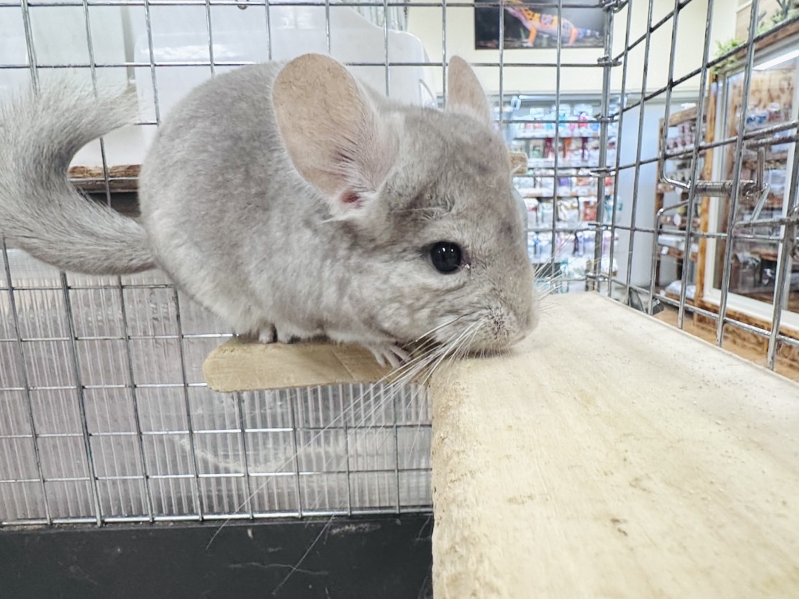 チンチラ