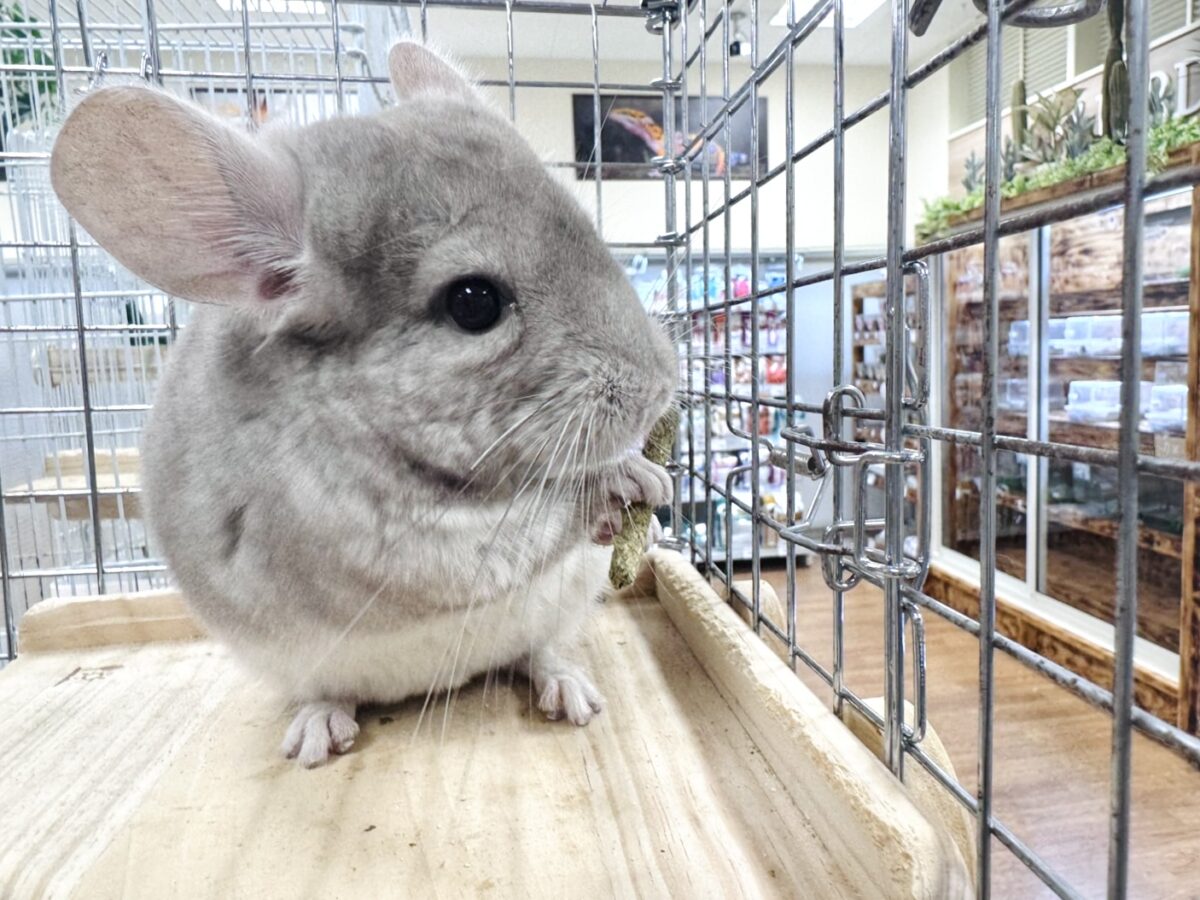 チンチラ