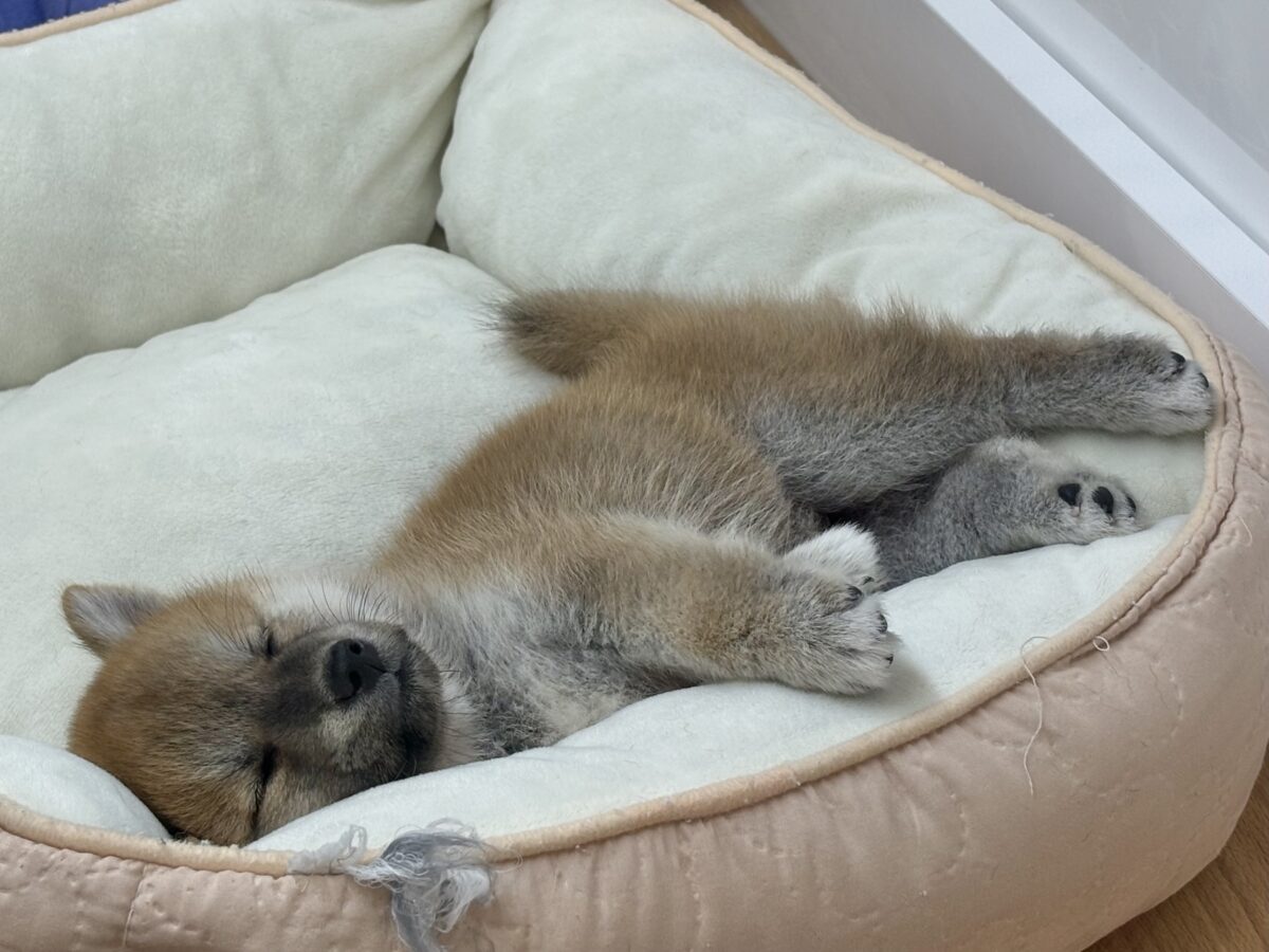 柴犬