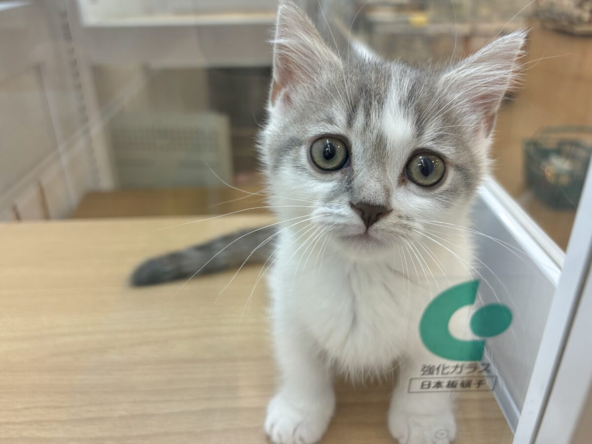 マンチカン