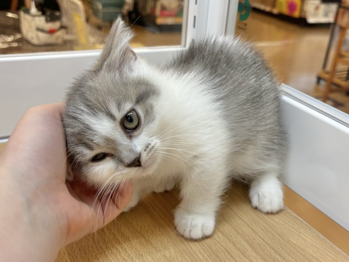 マンチカン