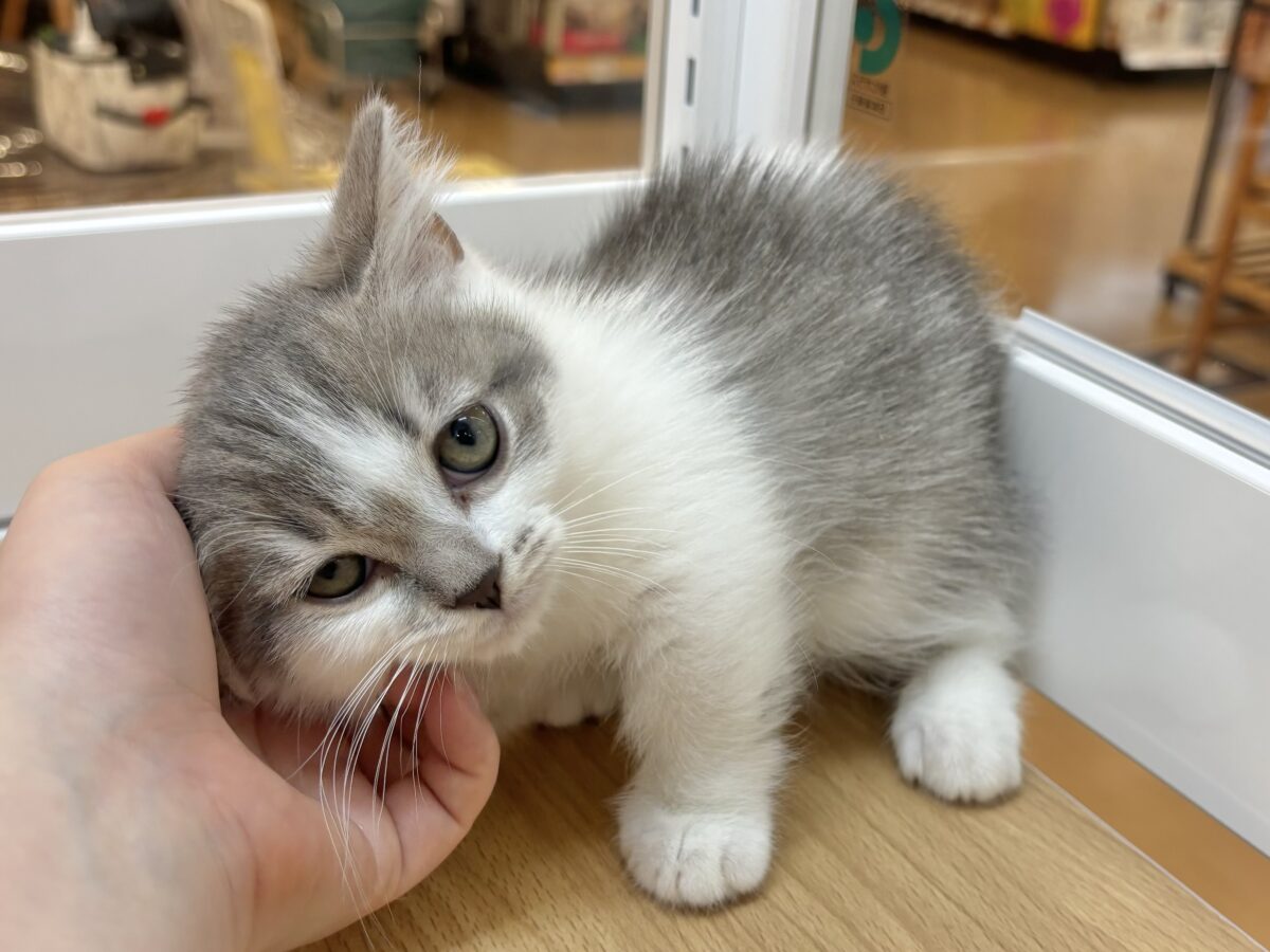 マンチカン
