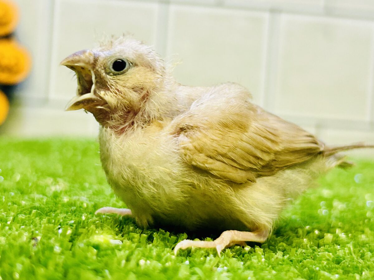 錦花鳥（キンカチョウ） の販売一覧| 千葉県・栃木県・神奈川県・埼玉