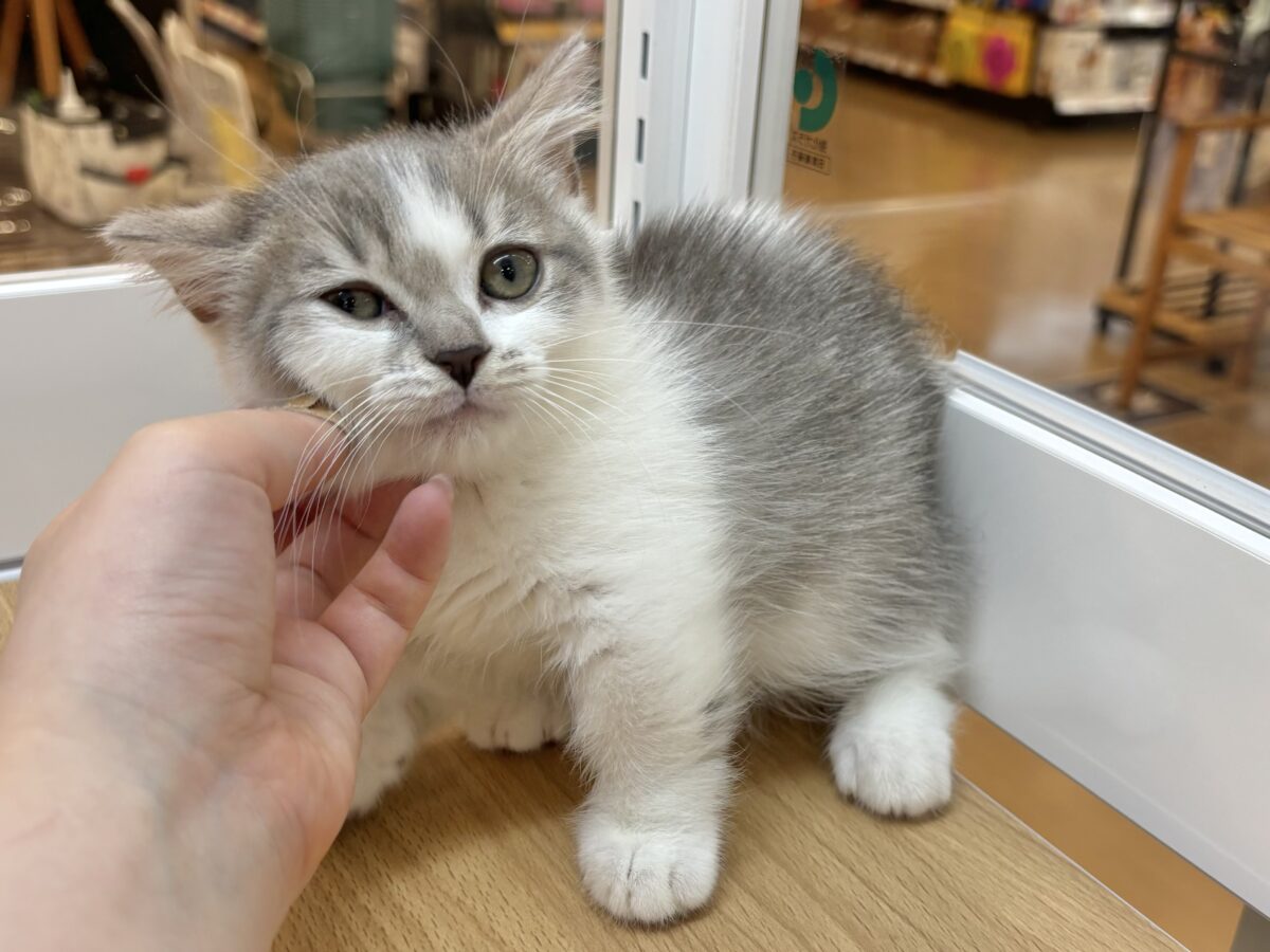 マンチカン