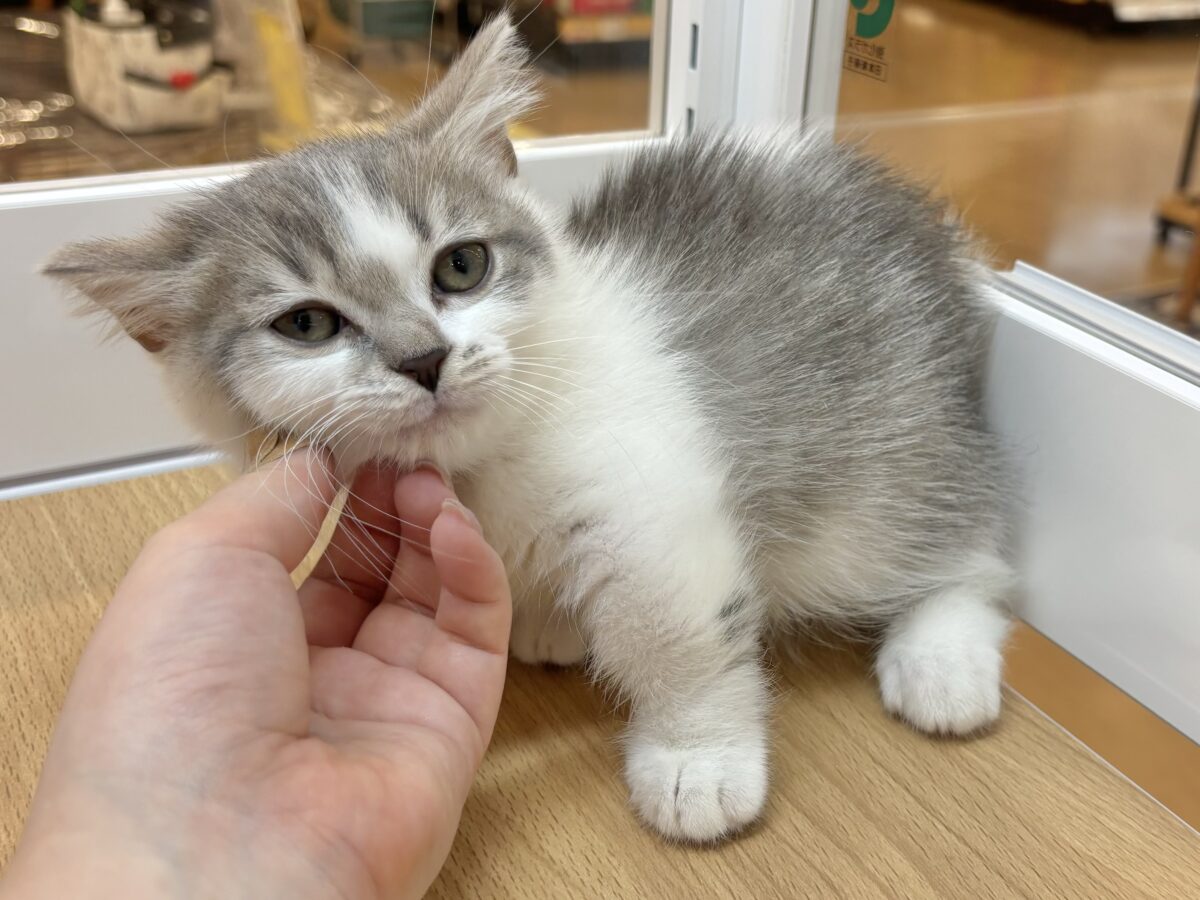 マンチカン