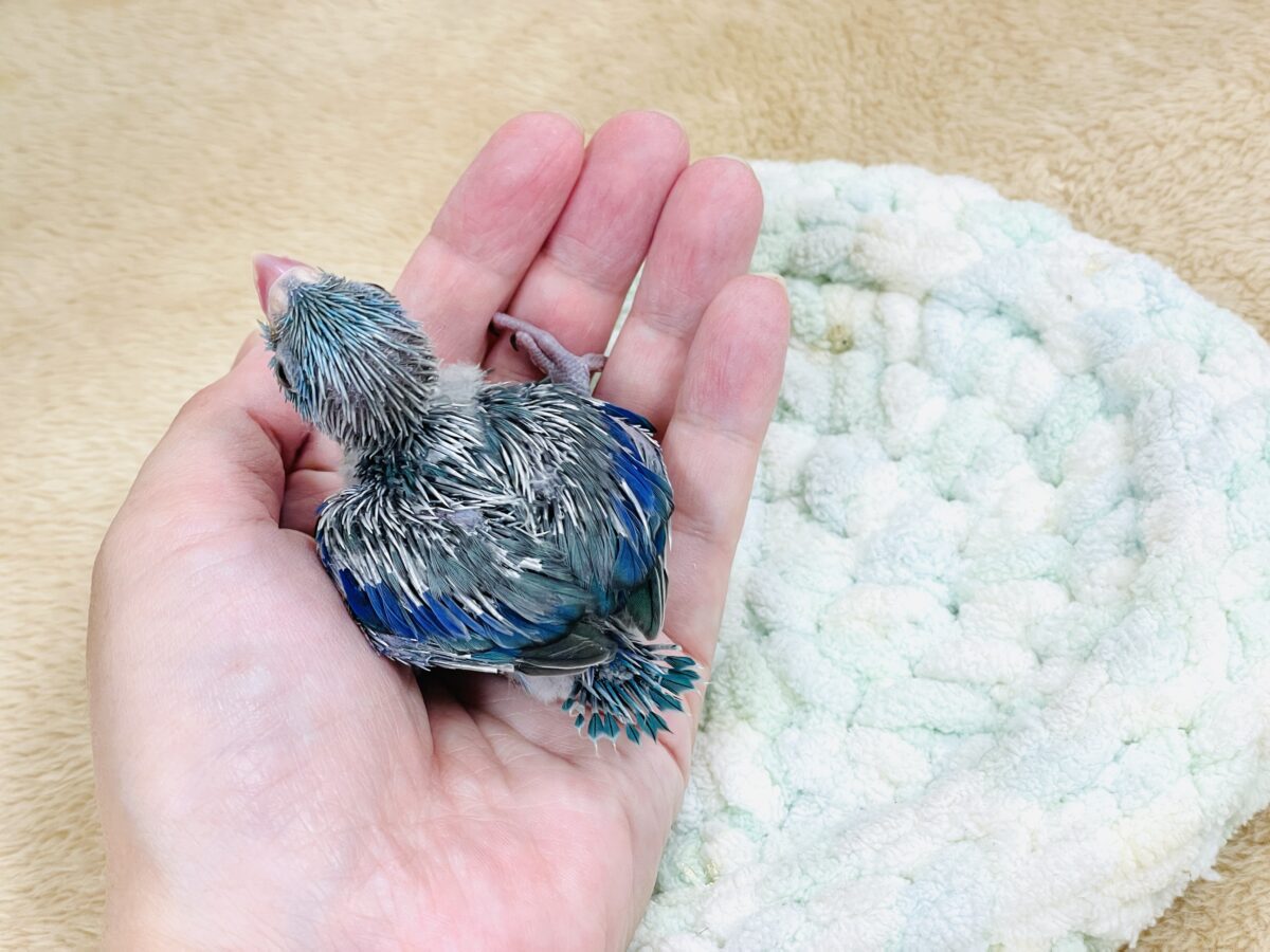 マメルリハ
