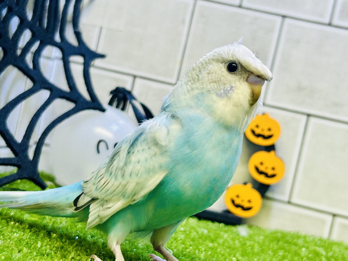 【最新画像更新☆☆】ｸﾙｸﾙ舞うのだ🌀ラムネ𝐟𝐥𝐨𝐰𝐞𝐫🌼⟡.·梵天セキセイインコ(ブルースパングル)