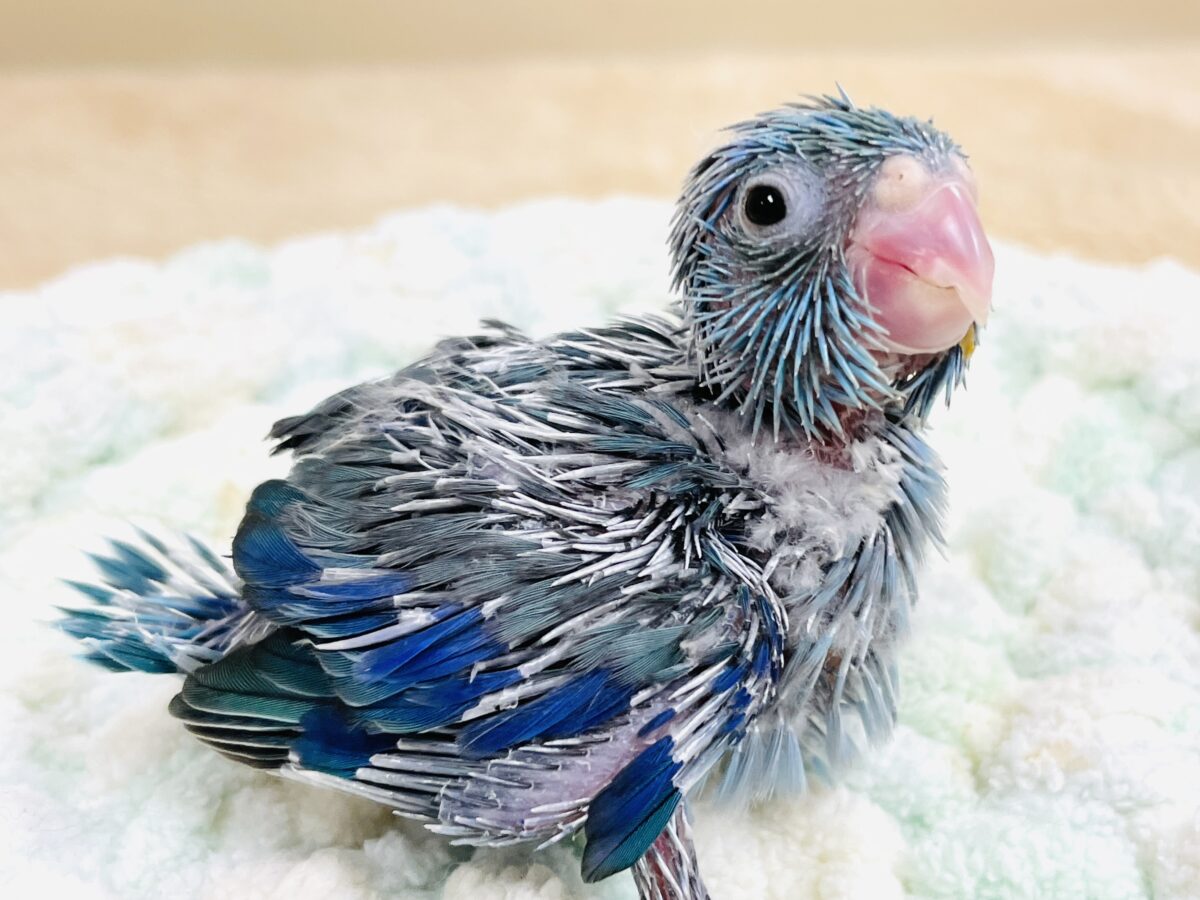 小さい鳥さん代表！マメルリハインコちゃん（男の子）ヒナ