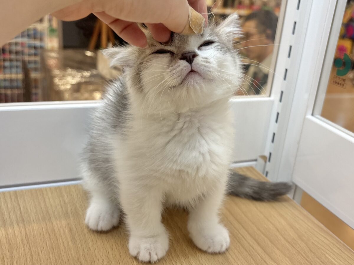マンチカン