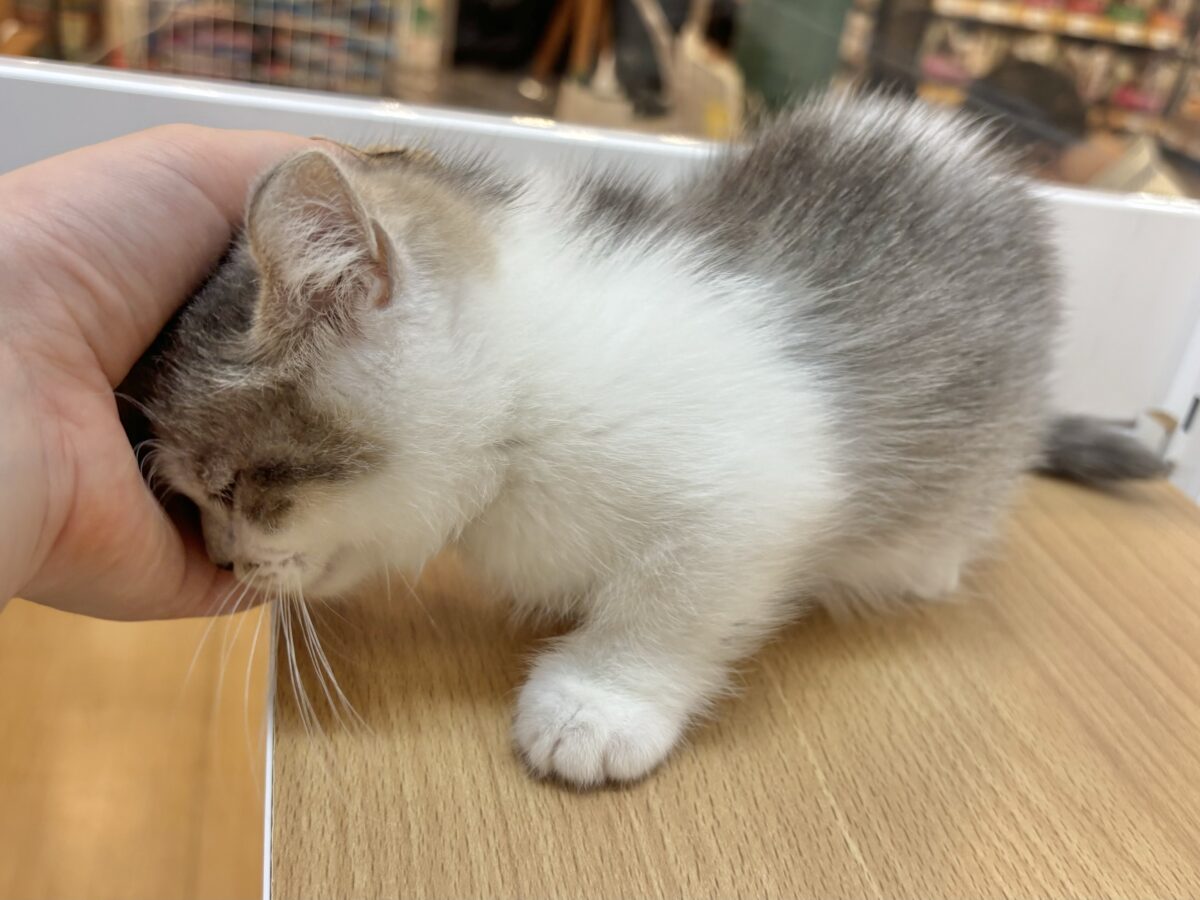 マンチカン