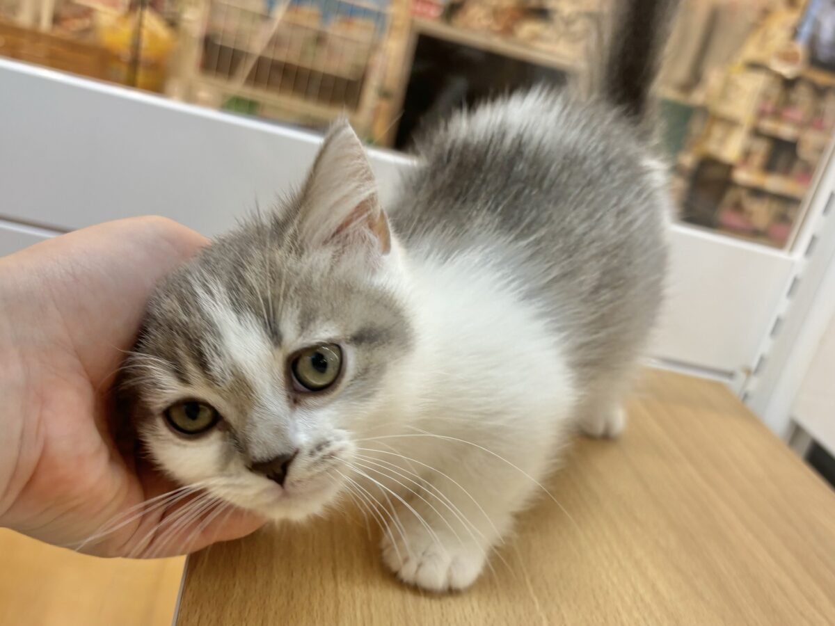 マンチカン