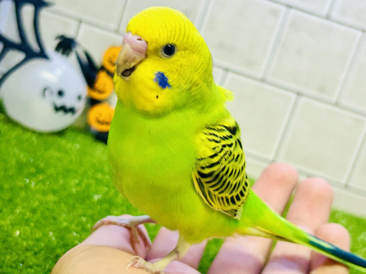 ✨最新画像✨お花っ！🌼( ˙꒳​˙⭕️)ﾏﾙ~のミドリ丸‪💚◎セキセイインコ(グリーンオパーリン/2026年9月生まれ)