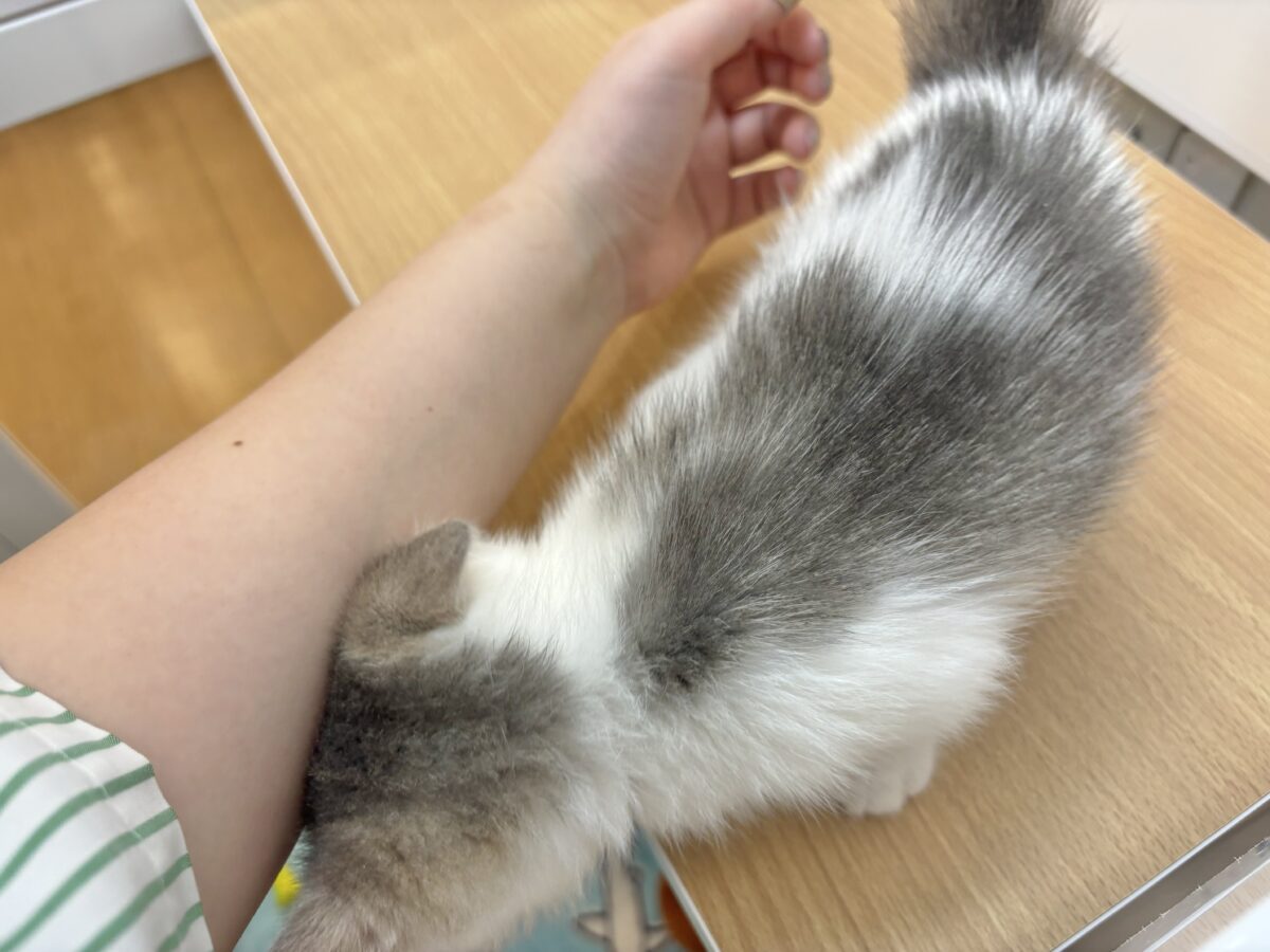 マンチカン