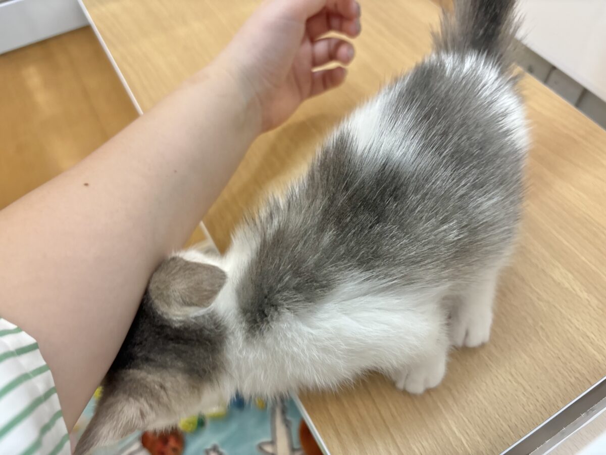 マンチカン