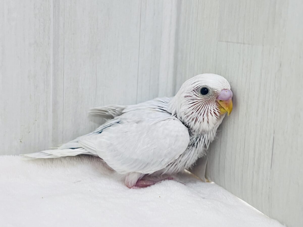 薄紫♡驚き‼️ふんわり美しい💜ライラックカラーのセキセイインコの雛が入舎しました！！