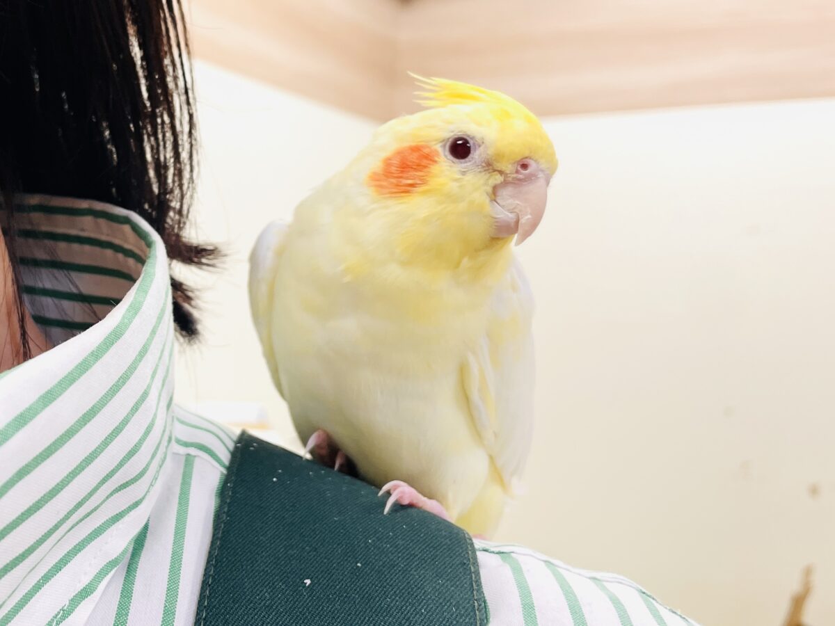 オカメインコ