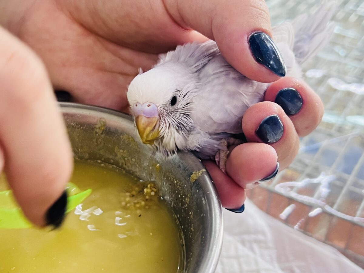 セキセイインコ