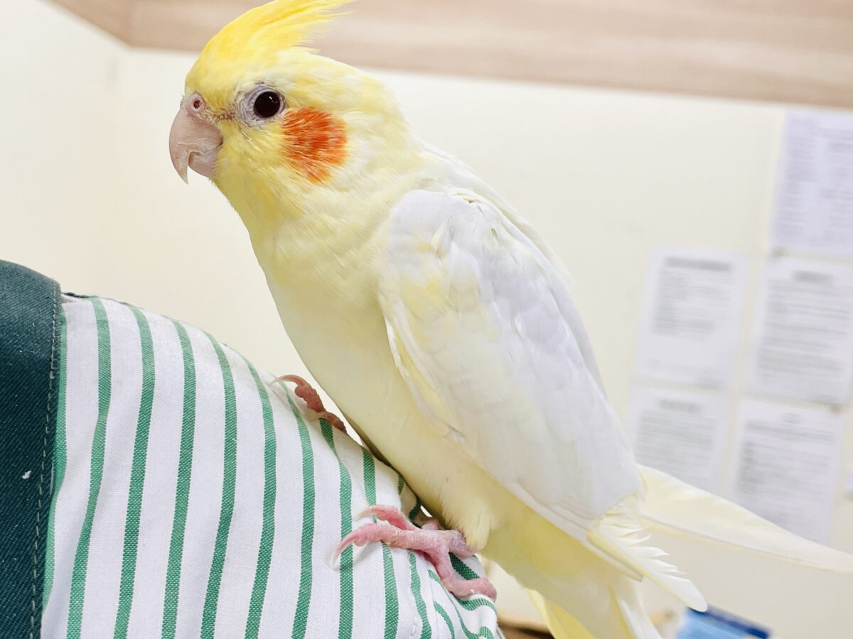 オカメインコ