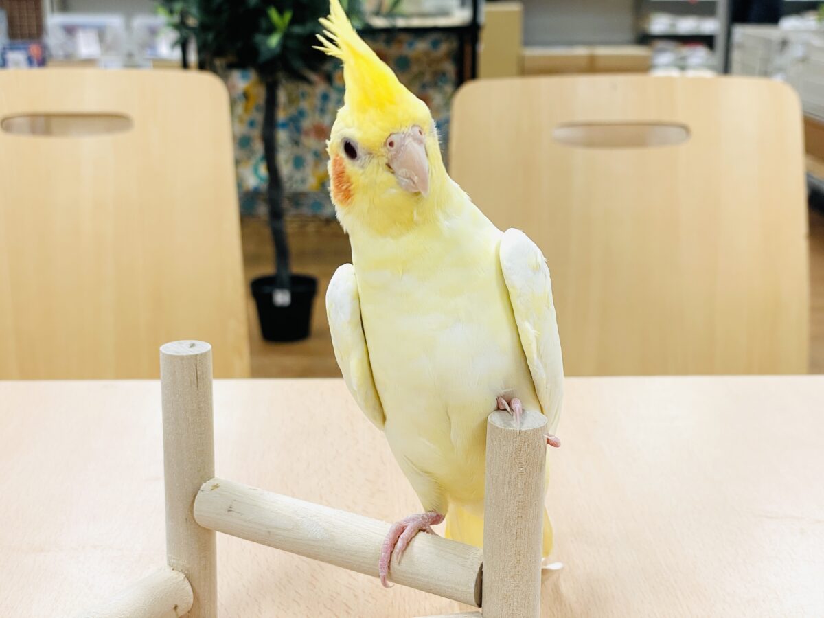 オカメインコ
