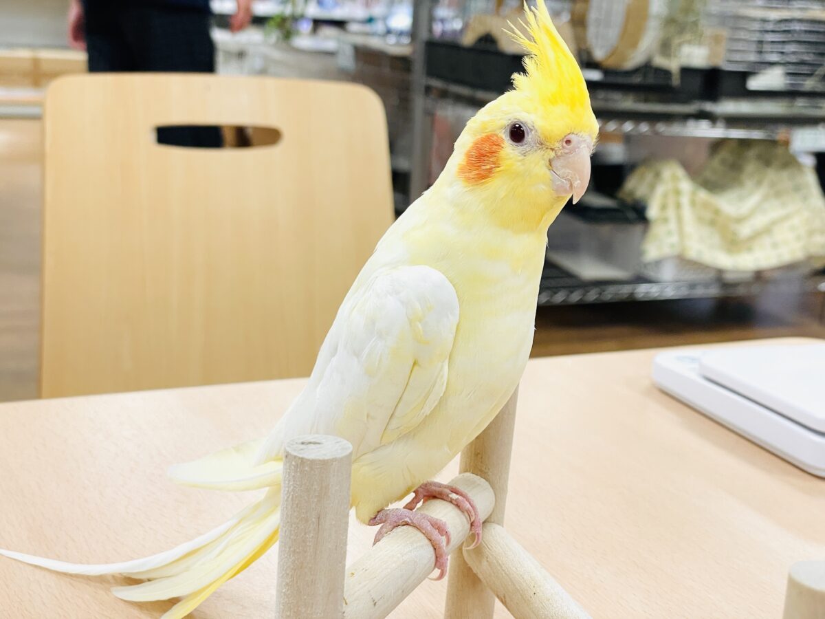 オカメインコ