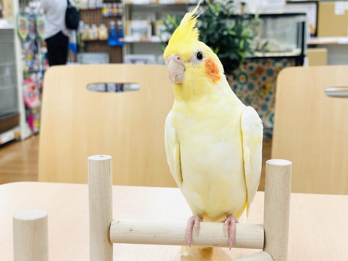 オカメインコ