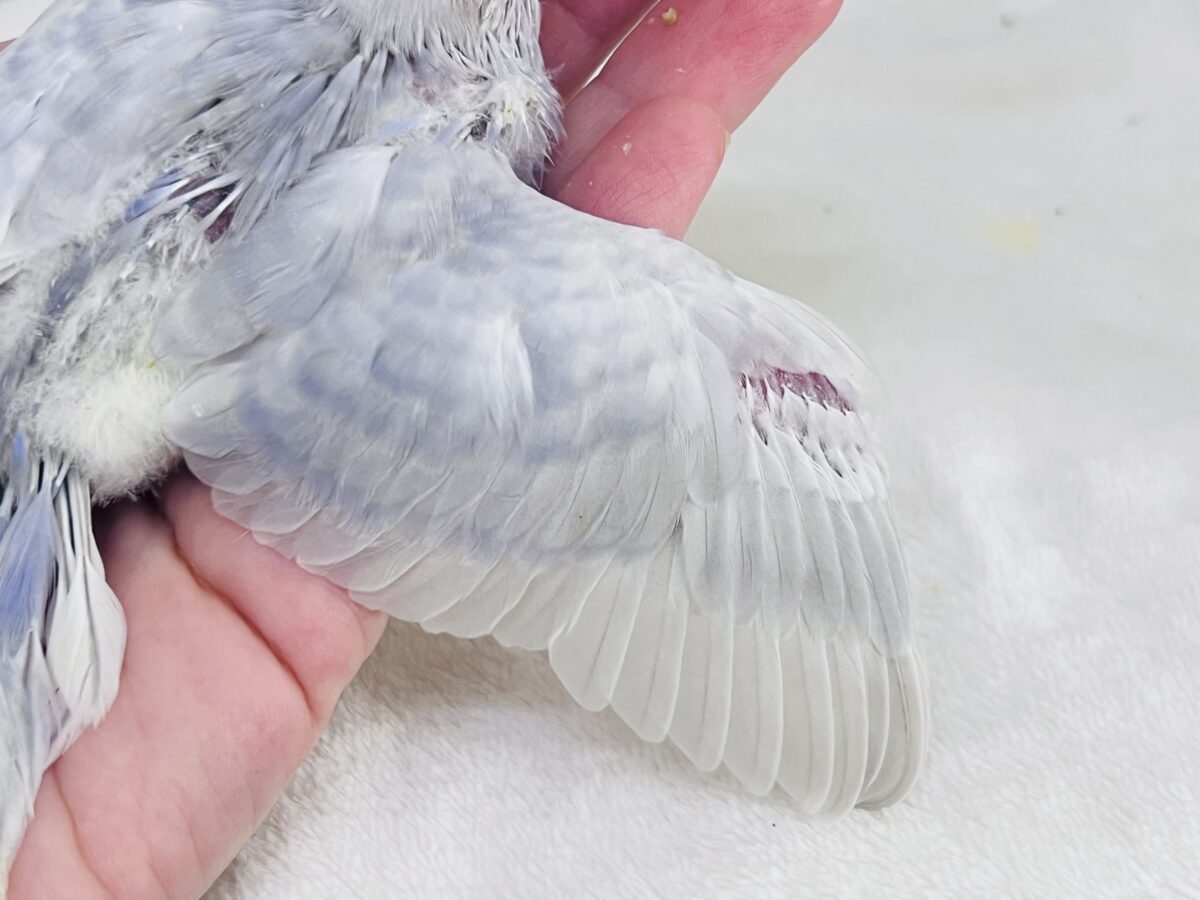 セキセイインコ