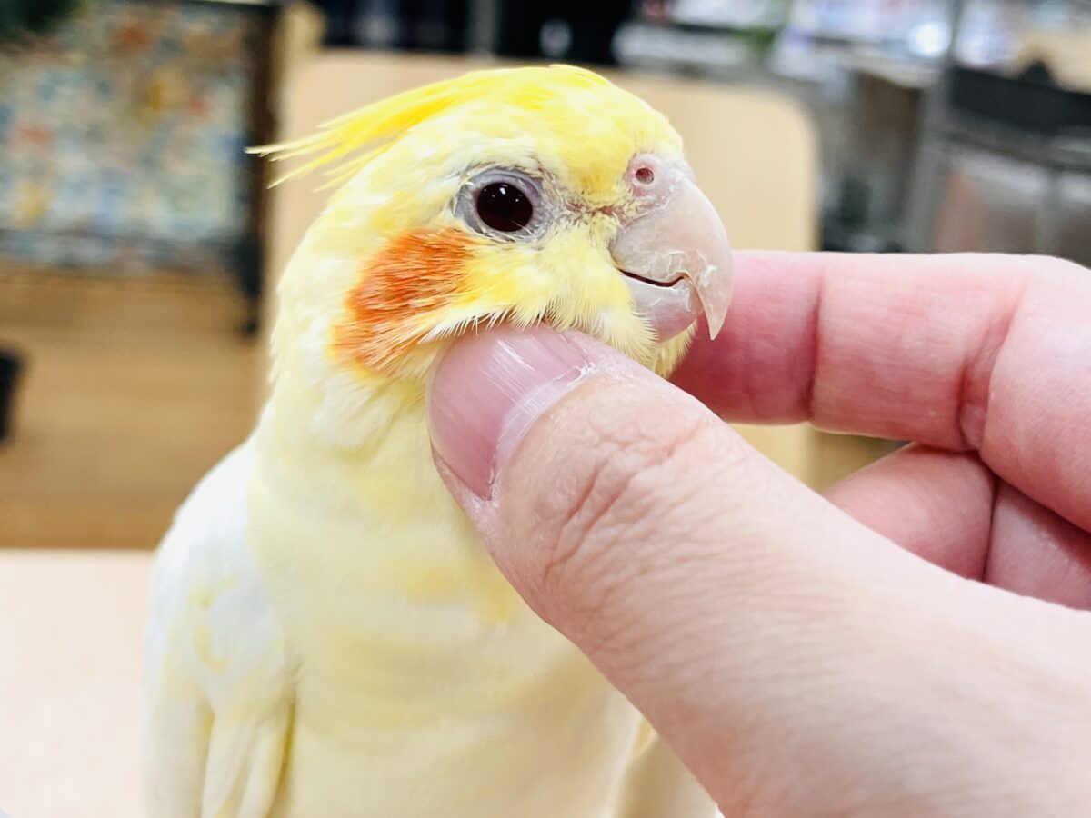 オカメインコ