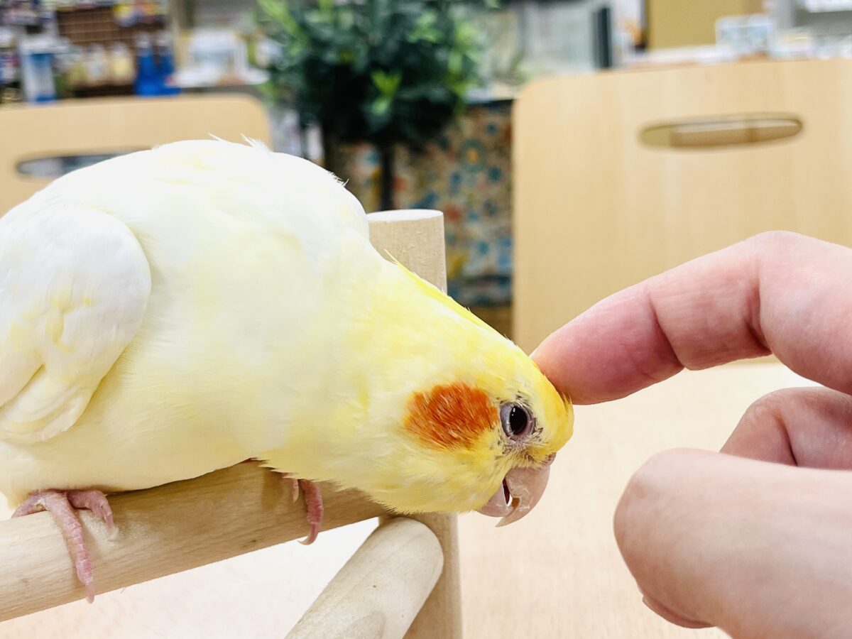 オカメインコ