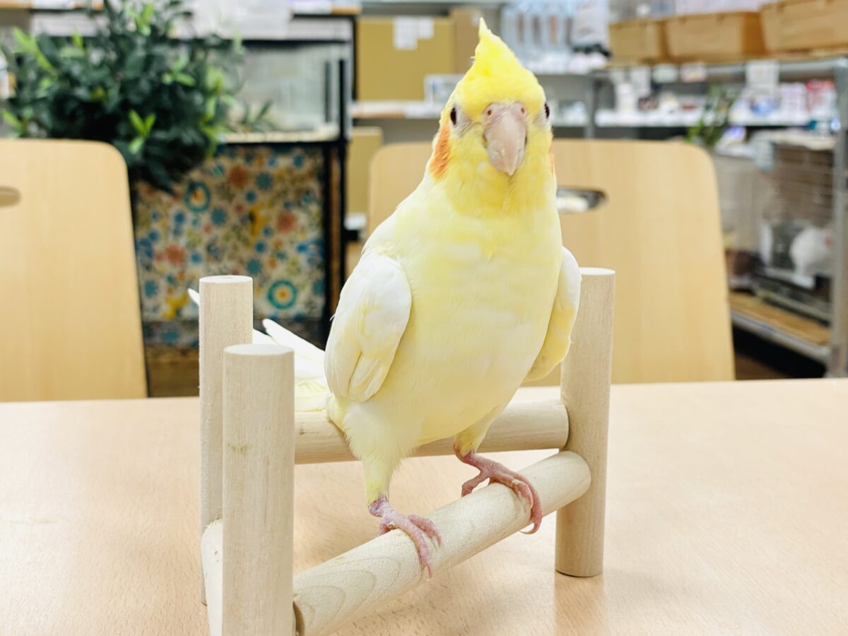 オカメインコ