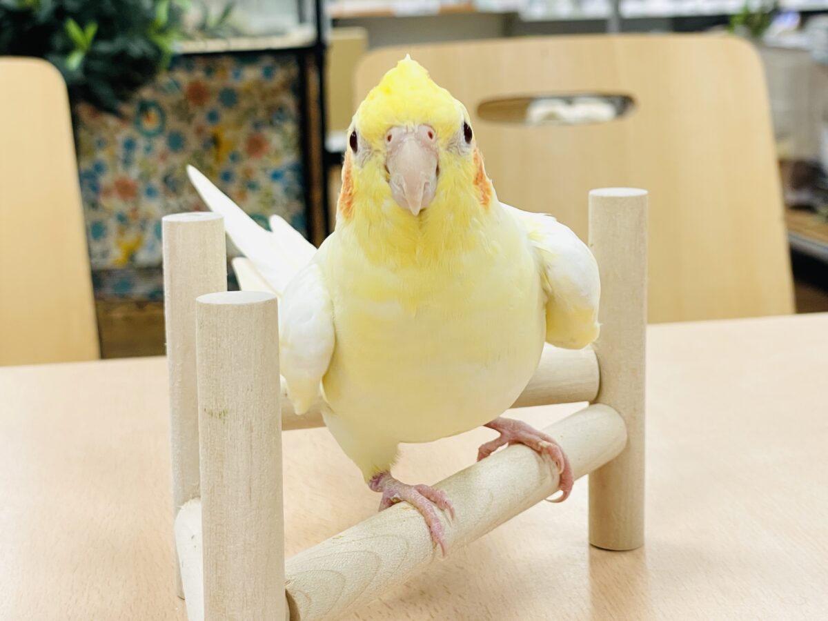 オカメインコ