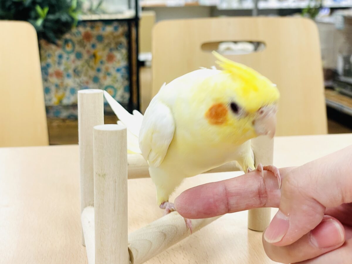 オカメインコ