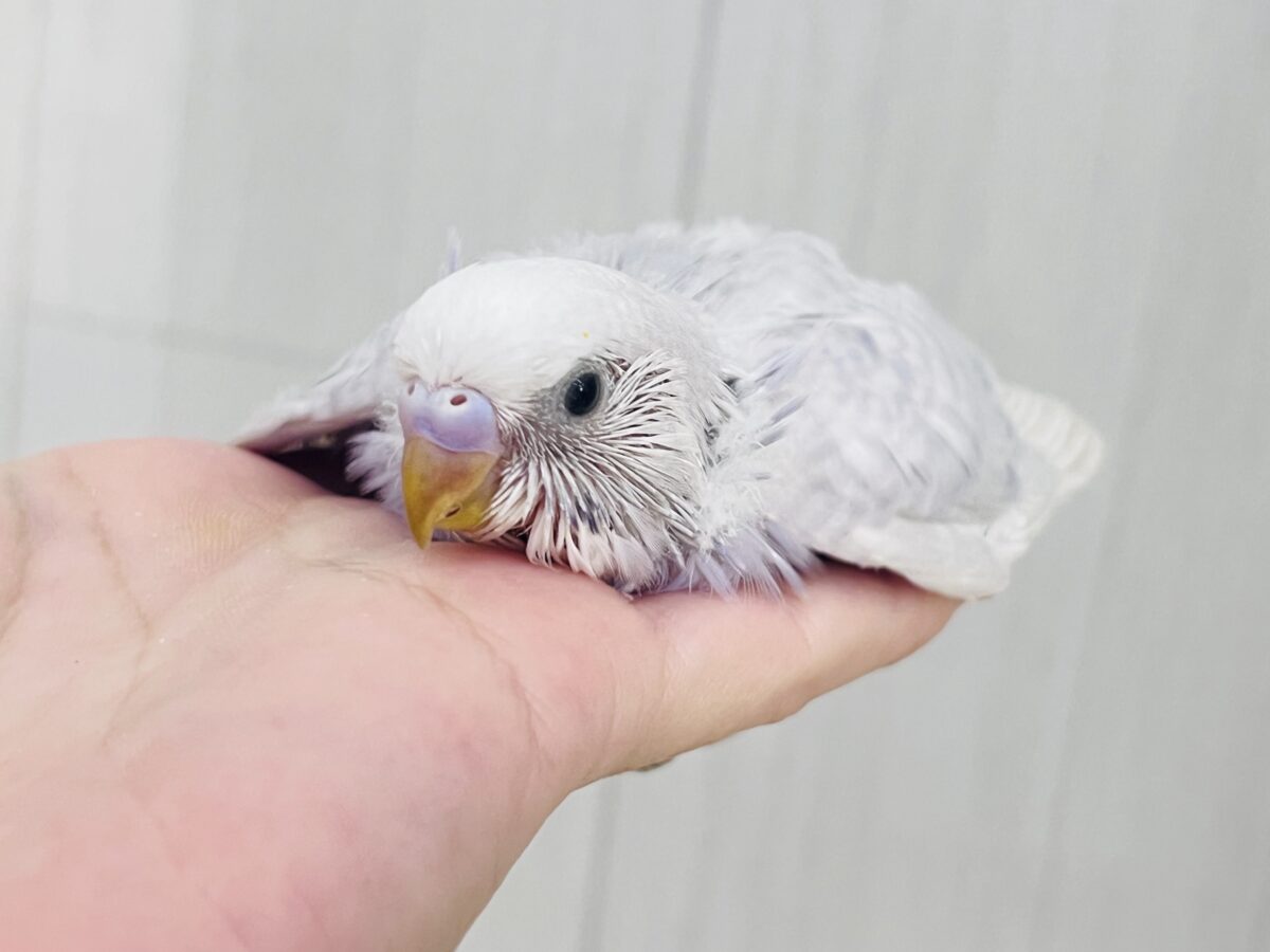 濃紫🪻激レアすぎてｺﾞﾒﾝﾅｻｲ♡くっきりーなライラックカラーが美💜セキセイインコ