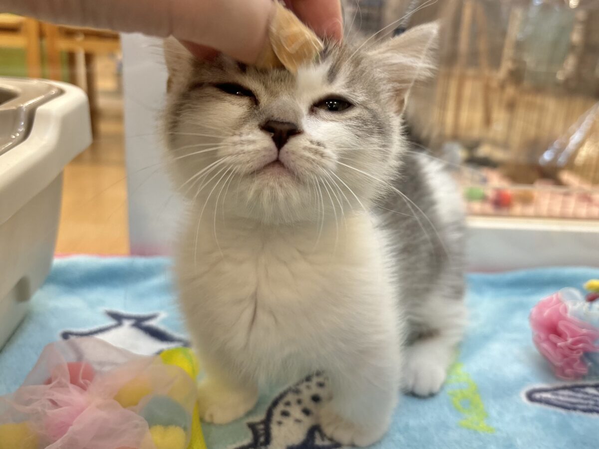 マンチカン