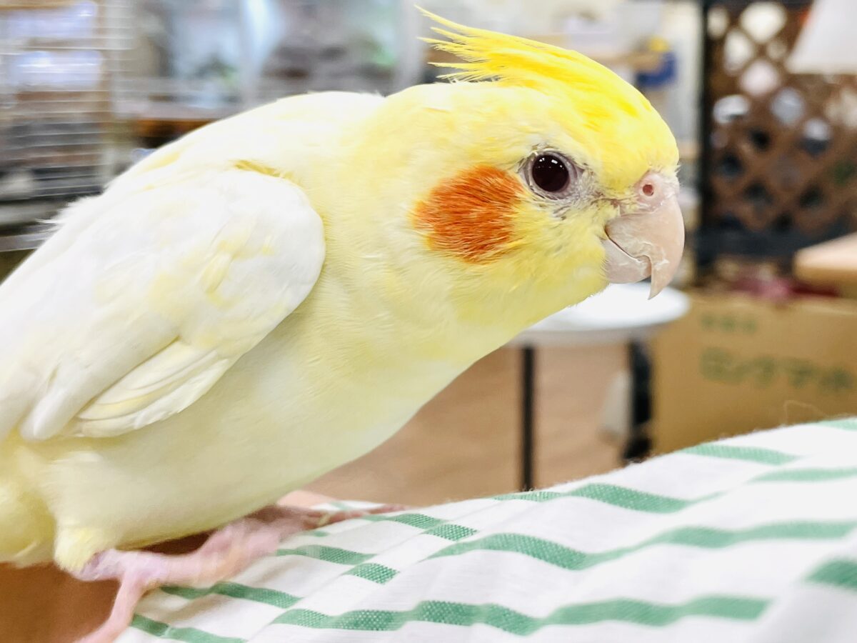 オカメインコ