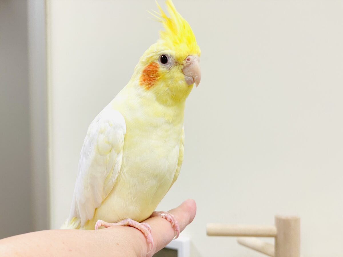 【最新画像】甘えん坊になりました💛オカメインコ（ルチノー）