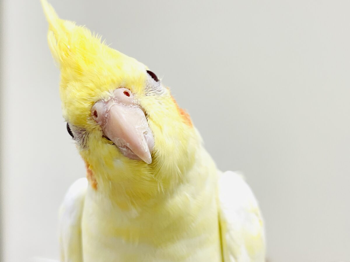 オカメインコ
