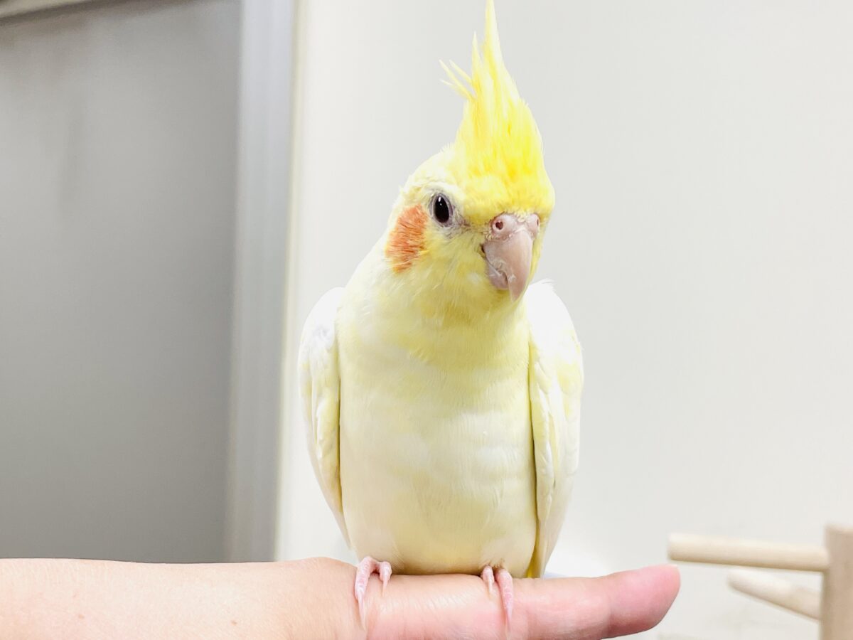 オカメインコ