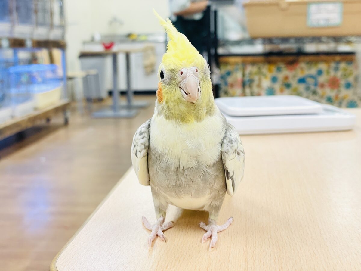 オカメインコ