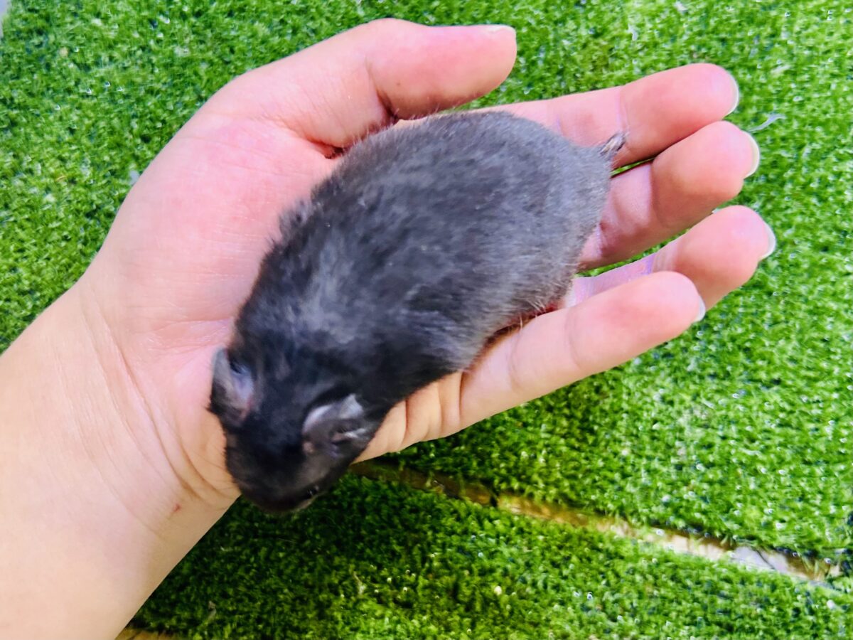 ゴールデンハムスター