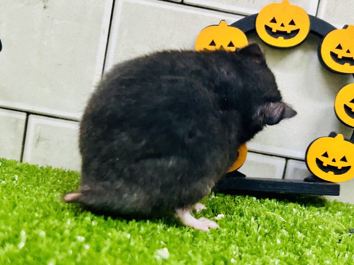 ゴールデンハムスター