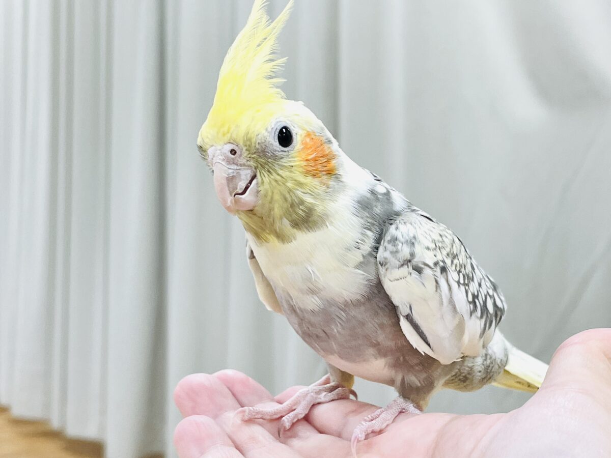 オカメインコ