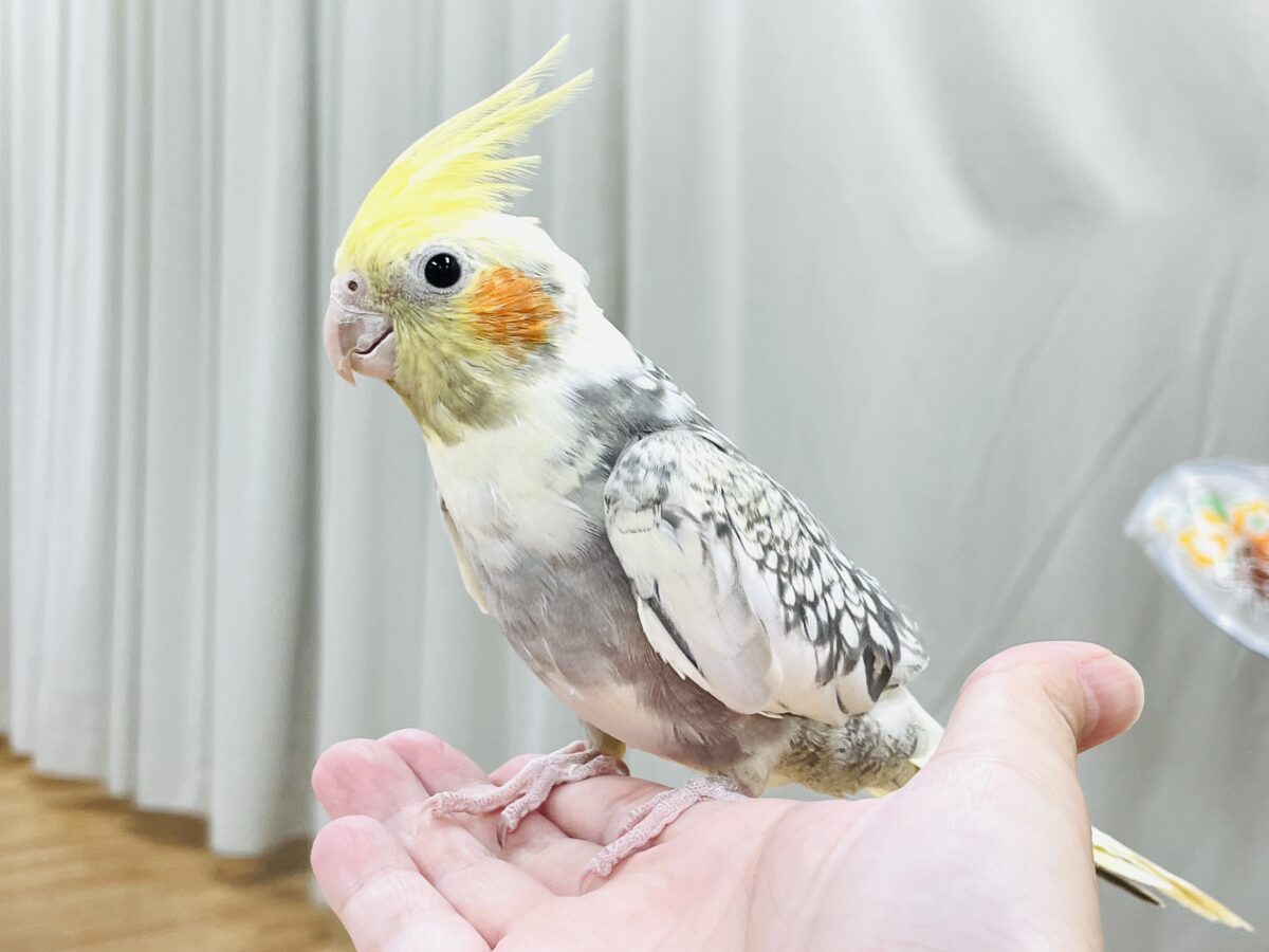 オカメインコ