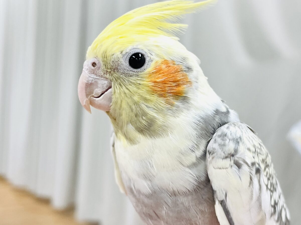 【最新画像】肩にのせてよ‼️オカメインコ😋（パールパイド）