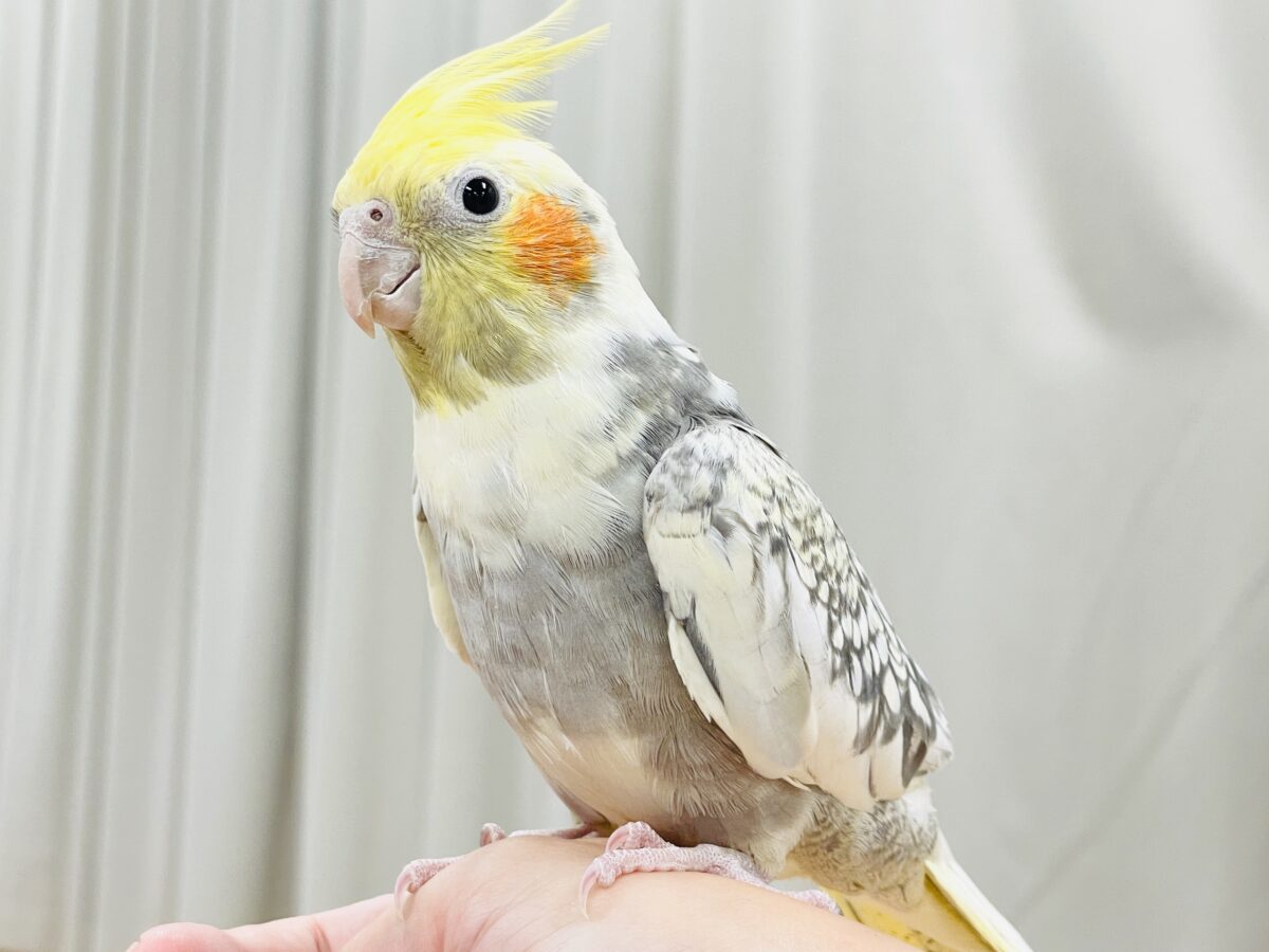 オカメインコ