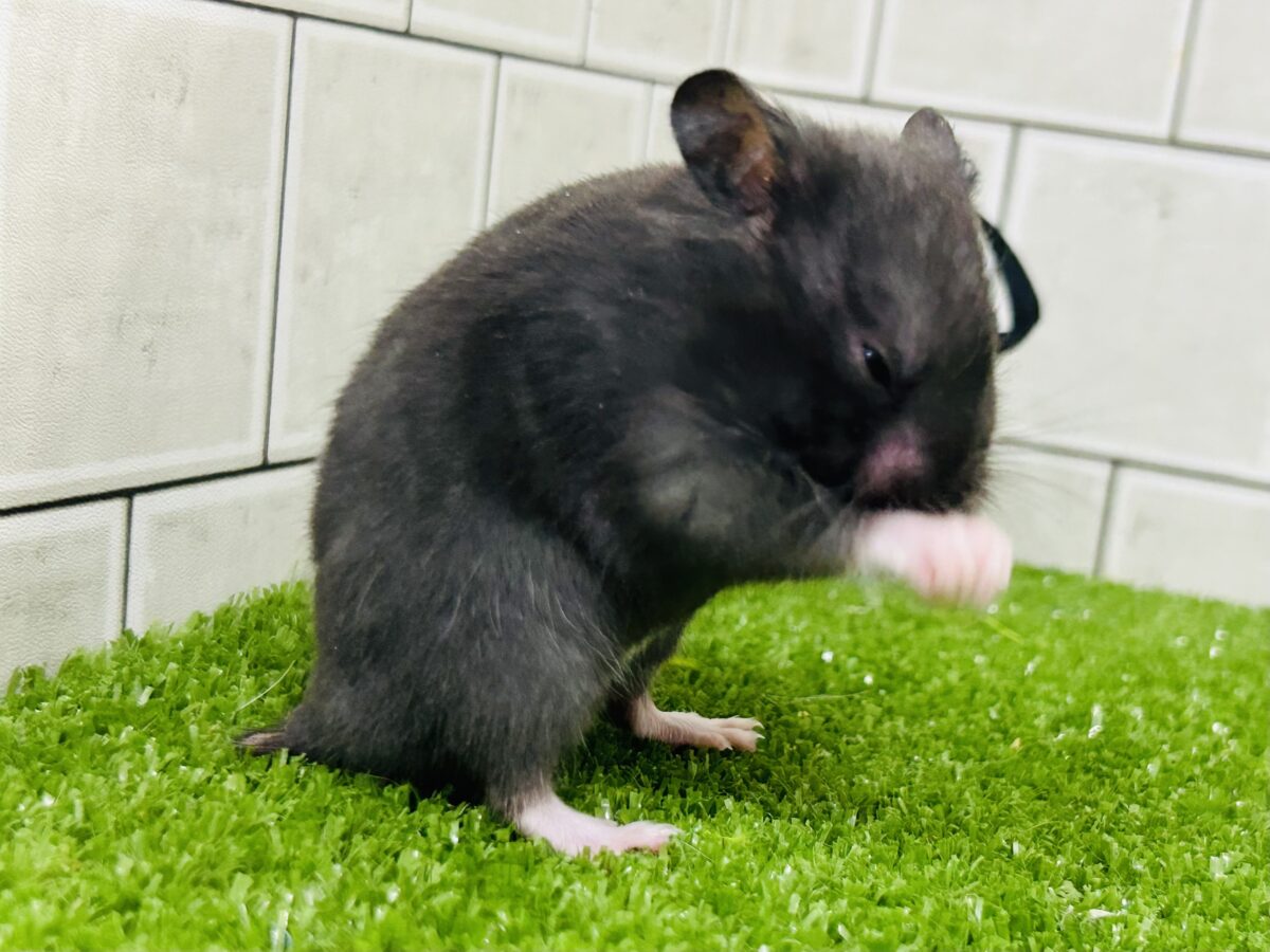 ゴールデンハムスター