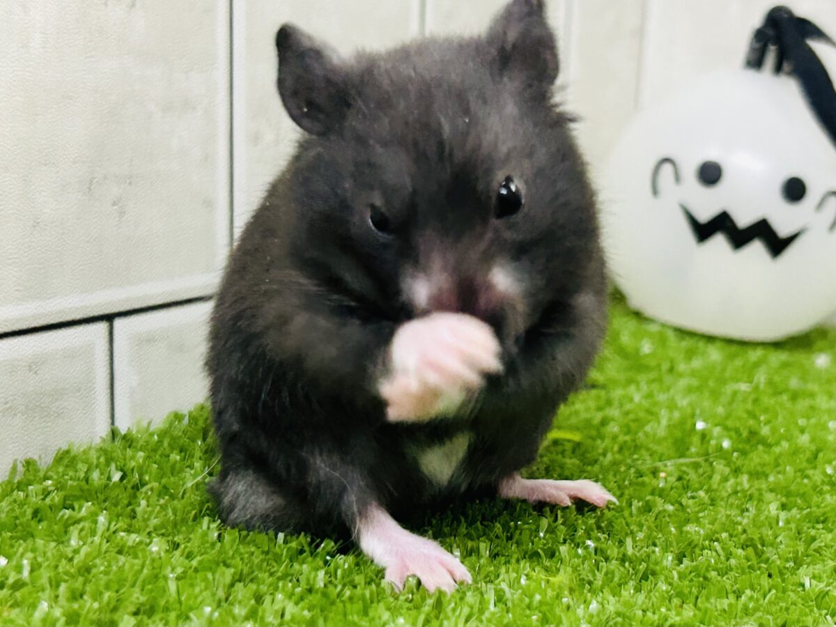 ゴールデンハムスター