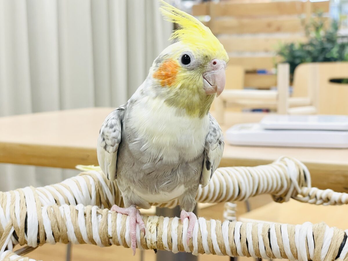 オカメインコ